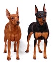 Two Miniature Pinschers Royalty Free Stock Photo