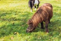 Two Miniature Pony in green Field, Portrait of a horse on a meadow Royalty Free Stock Photo