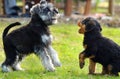 Two miniature Schnauzer & Airedale Terrier puppies Royalty Free Stock Photo