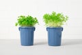 Two miniature trash containers with fresh seedlings growing against white brick wall. Growing seedlings in compost