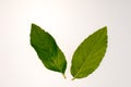 Two mint leaves Royalty Free Stock Photo
