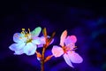 Two Mirabelle plum plowers blooming in uv. Horizontal composition