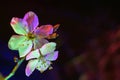 Two Mirabelle plum plowers blooming in uv. Side composition with copy space