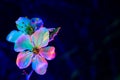 Two Mirabelle plum plowers blooming in uv. Vertical composition