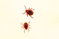 Two mites on the white background isolated.