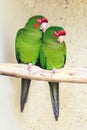 Two Mitred Parakeet