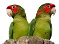 Mitred Parakeets perched isolated on white background