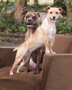 Two mix breed dogs posing on chair