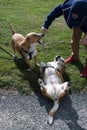 Two mix breed small dogs out on a dog walk