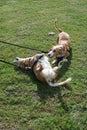 Two mix breed small dogs out on a dog walk