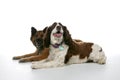 Two mixed breed dogs on a high key background Royalty Free Stock Photo