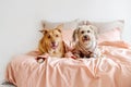 Two mixed breed dogs in pyjamas resting on owner bed indoors