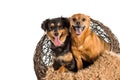 Two mixed breed dogs posing for pet portraits. Rat terrier and mini dachshund Royalty Free Stock Photo