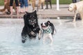 Two mixed breed dogs running and playing in the water Royalty Free Stock Photo