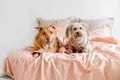 Two mixed breed dogs wearing pyjamas lying down on a bed