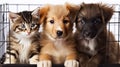 two mixed breed puppies and tabby kitten sitting in cage in shelter pet adoption concept generative AI