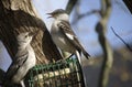 Two Mockingbirds Fighting Royalty Free Stock Photo