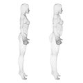 Two models of a wireframe girl in underwear, a slim and fat girl. The process of obesity of the girl body. Side view. 3D