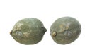 Two moldy lemon Royalty Free Stock Photo
