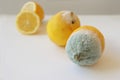 Two moldy lemons in varying degrees of spoilage. Lemons with mold and fresh lemon on a white background. Moldy lemon