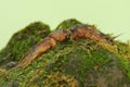 Two mole crickets are digging a moss-covered ground. Royalty Free Stock Photo