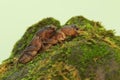 Two mole crickets are digging a moss-covered ground. Royalty Free Stock Photo