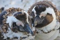 Two molting african penguins is staying next to each other. Royalty Free Stock Photo