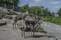 Two molting deer, one is standing on the stone, Stockholm, Sweden Royalty Free Stock Photo