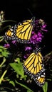 Two Monarch Butterflies on Buddleia Royalty Free Stock Photo