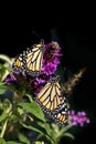 Two Monarch Butterflies on Butterfly Bush