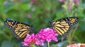 Two monarch butterflies face to face on pink flowers Royalty Free Stock Photo