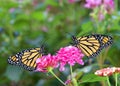 Two Monarch butterflies facing each other on pink flowers