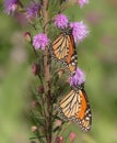 Two Monarch Butterflies Hanging From Liatris