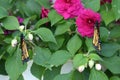 Two Monarch Butterflies, with wings closed, clinging to leaves and Impatiens flowers Royalty Free Stock Photo