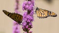 Two Monarch butterflies Danaus plexippus feeding on a Liatris Liatris spicata flower