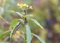 Monarch Butterfly Caterpillars on Milkweed leaves Royalty Free Stock Photo