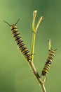Two monarch butterfly Danaus plexippus caterpillas