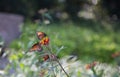 Two monarch butterflys