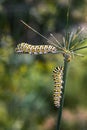 Two monarch caterpillars Danaus plexippus on a plant outside in the summer Royalty Free Stock Photo
