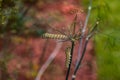 Two monarch caterpillars Danaus plexippus on a plant outside in the summer Royalty Free Stock Photo