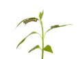 Monarch caterpillars on milkweed, isolated Royalty Free Stock Photo