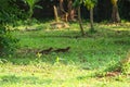 Two mongoose brothers are walking