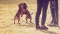 Two mongrel dogs playing together on beach Royalty Free Stock Photo