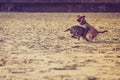 Two mongrel dogs playing together on beach Royalty Free Stock Photo