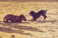 Two mongrel dogs playing together on beach Royalty Free Stock Photo