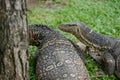 Two monitor lizards walking around the grass at the park Royalty Free Stock Photo