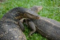 Two monitor lizards walking around the grass at the park Royalty Free Stock Photo