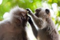 Two monkey friends on tree