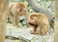 Two monkeys Royalty Free Stock Photo