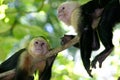 Two monkeys Royalty Free Stock Photo